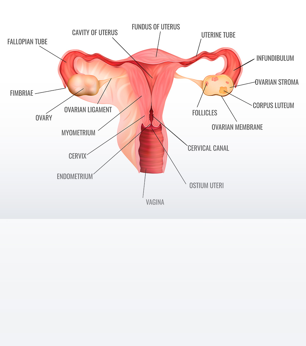 https://irepute.co.in/thangam-care/wp-content/uploads/2023/10/Causes-of-Ovarian-Cancer.jpg