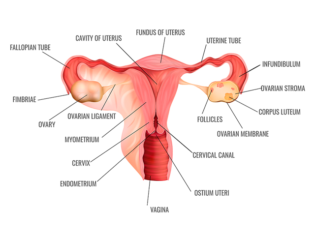 https://irepute.co.in/thangam-care/wp-content/uploads/2023/11/Cervical-Cancer-1.jpg