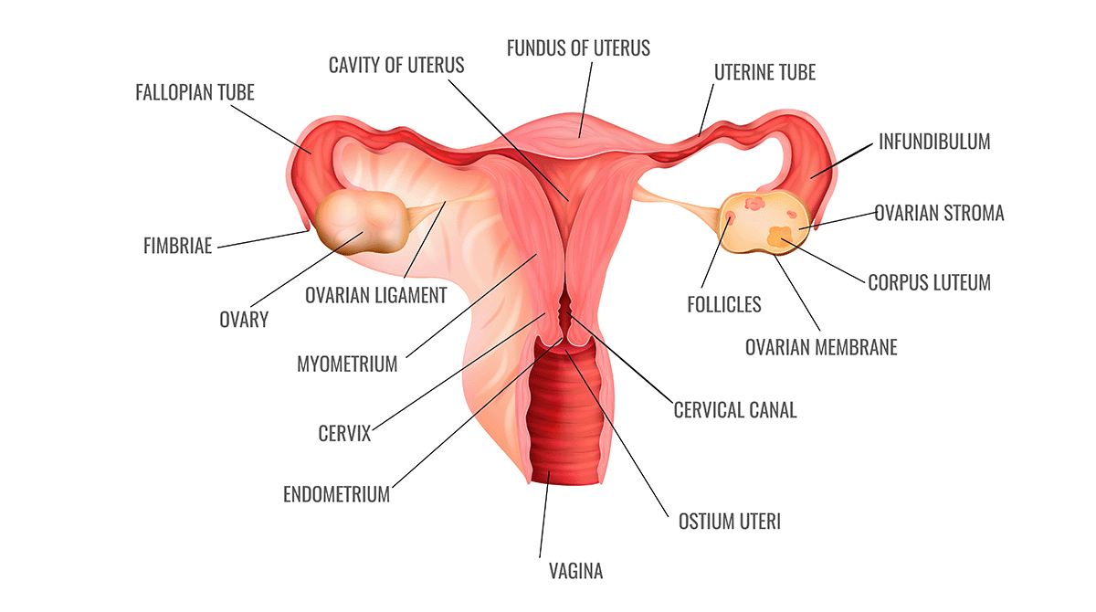 https://irepute.co.in/thangam-care/wp-content/uploads/2023/11/Cervical-Cancer-1.png