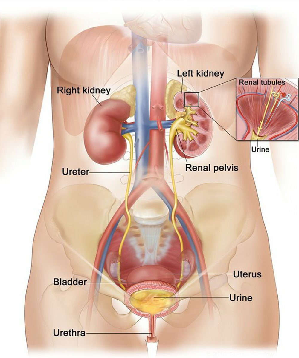 https://irepute.co.in/thangam-care/wp-content/uploads/2023/11/Treatment-for-urinary-bladder-cancer.jpg